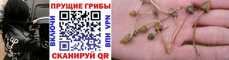 купить   Дедовск  Галлюциногенные грибы мицелий 